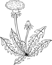 KU taraxacum officinale