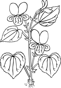 KU viola glabella