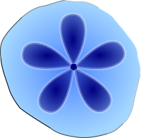 Sand Dollar