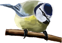 Blue Tit 