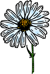 colored daisy 1