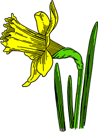 colored daffodil