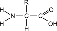 Amino acid (general)