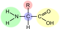 Amino acid (highlight)