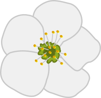 Cherry flower
