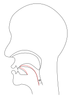 midsagittal J - voiced postalveolar affricate