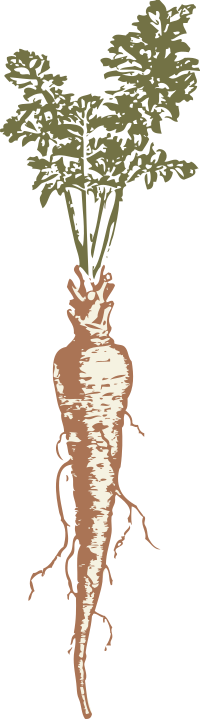 parsnip