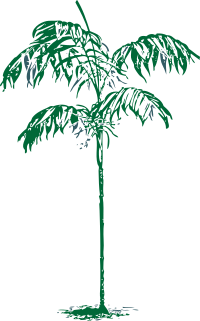 Chamaedorea Sartorii