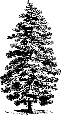 Corsican Pine