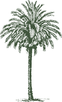 date palm