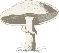 mushroom