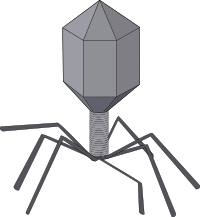 Virus