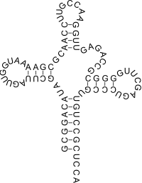 Transfer RNA