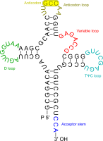 Transfer RNA 2