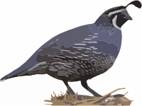 California Quail