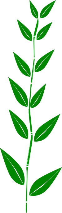 Bamboo,leaf