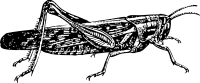 locust