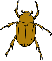 chafer bug