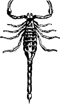 scorpion