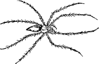 spider