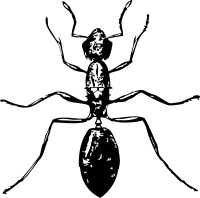 ant