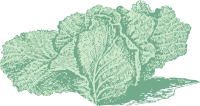 Jersey cabbage