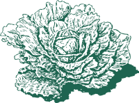 Dutch cabbage