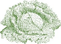 Savoy cabbage