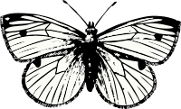 cabbage moth