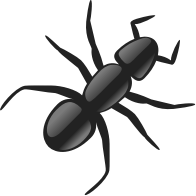 ant