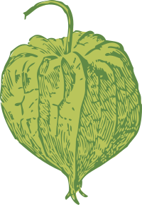 tomatillo