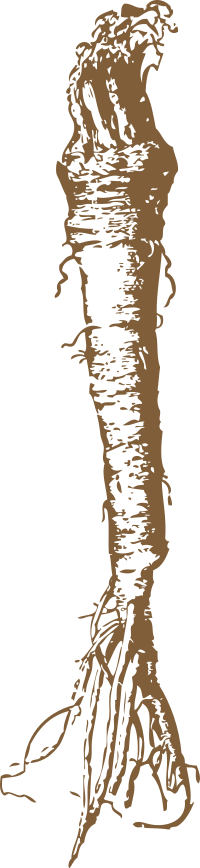 horseradish
