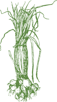 onions