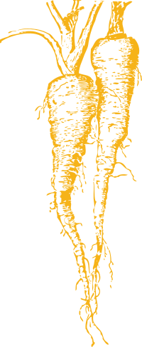 parsnip