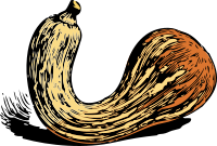 crookneck sqaush