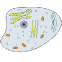 Animal Cell