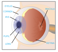 eye with labels