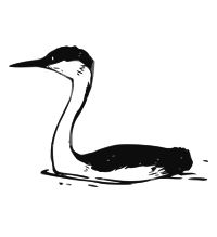 Western Grebe 2