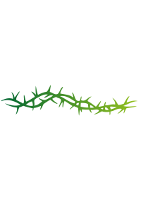 Spine