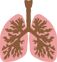 Lungs and bronchus