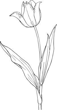 tulip