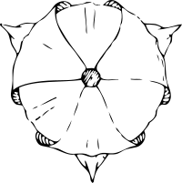 tulip top view