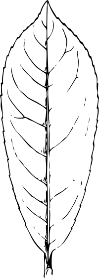 laurel leaf