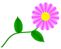 Daisy Fuchsia