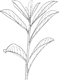 laurel