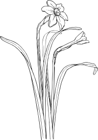 narcissus