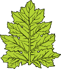 acanthus leaf