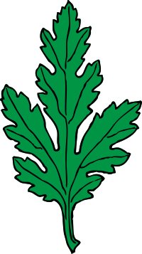chrysanthemum leaf