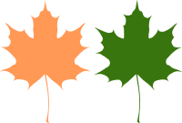 Maple leaves