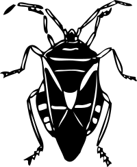 bug